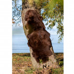 Lammskind Gently Brun 180x60cm Royal Camping Lammskind Gently Brun 180x60cm Royal Camping